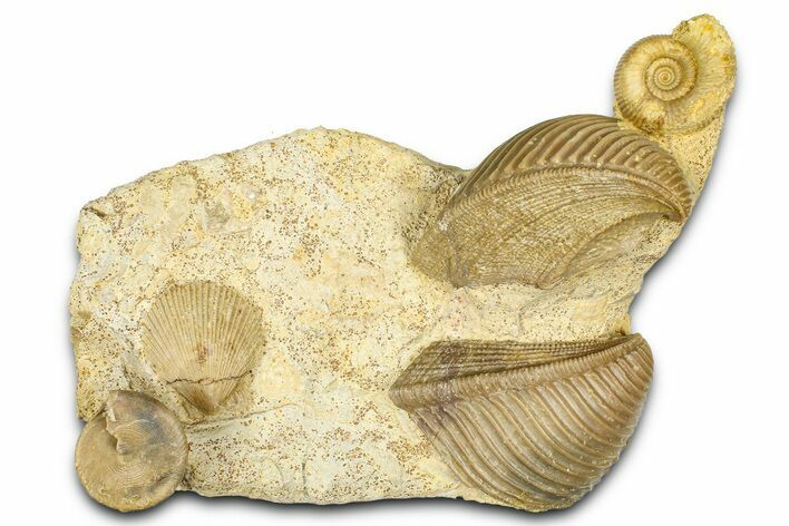Jurassic Fossil Ammonite, Sea Snail, and Bivalves - Évrecy, France #367910